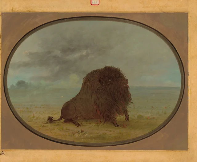Dying Buffalo Bull