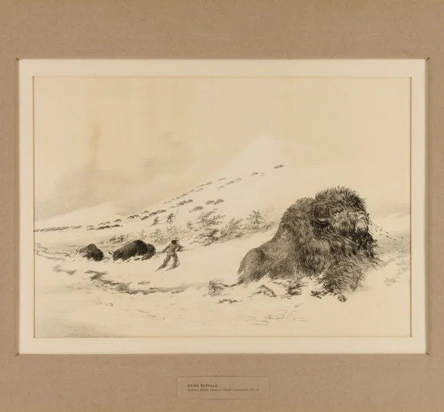 Dying Buffalo--no. 17