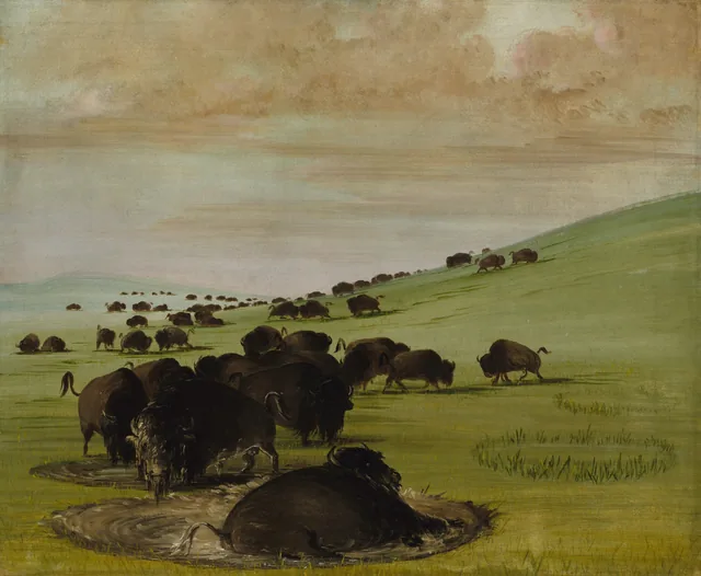 Bisontes machos en un revolcadero, George Catlin