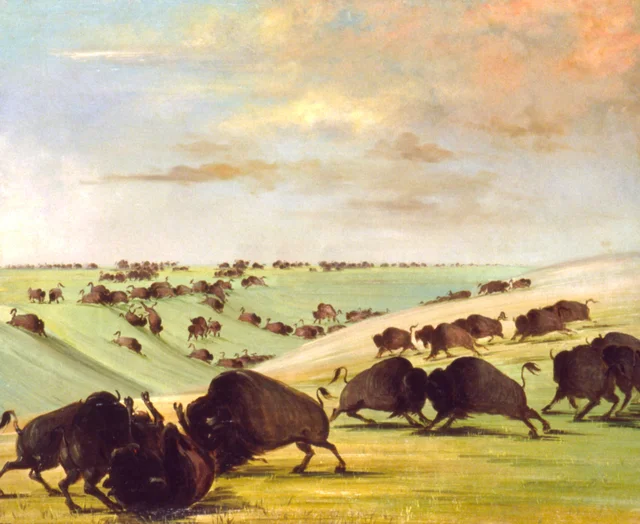 Buffalo Bulls Fighting in Running Season, Upper Missouri