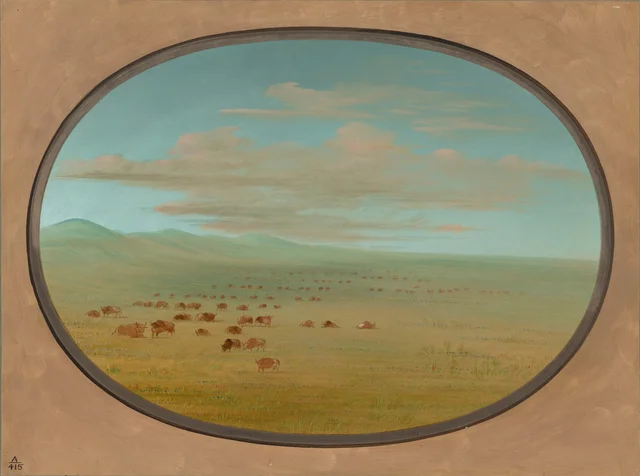 Wild Cattle Grazing on the Pampa del Sacramento