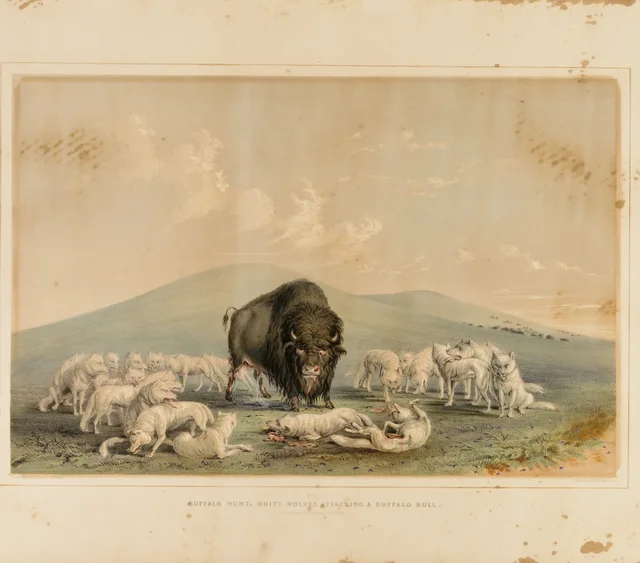 Buffalo Hunt, White Wolves Attacking a Buffalo Bull--no. 10