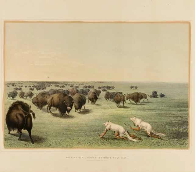 Buffalo Hunt, under the White Wolfskin--no. 13