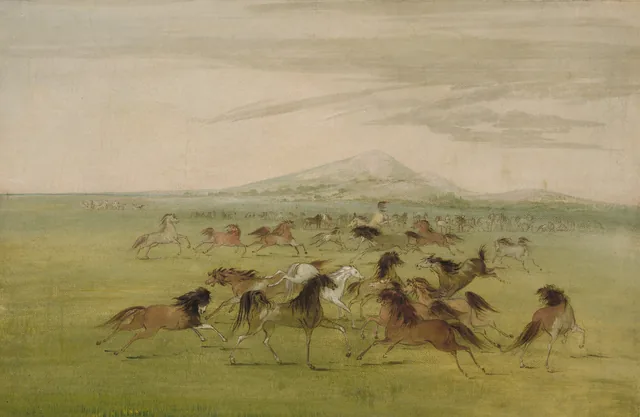 Cavalos selvagens brincando