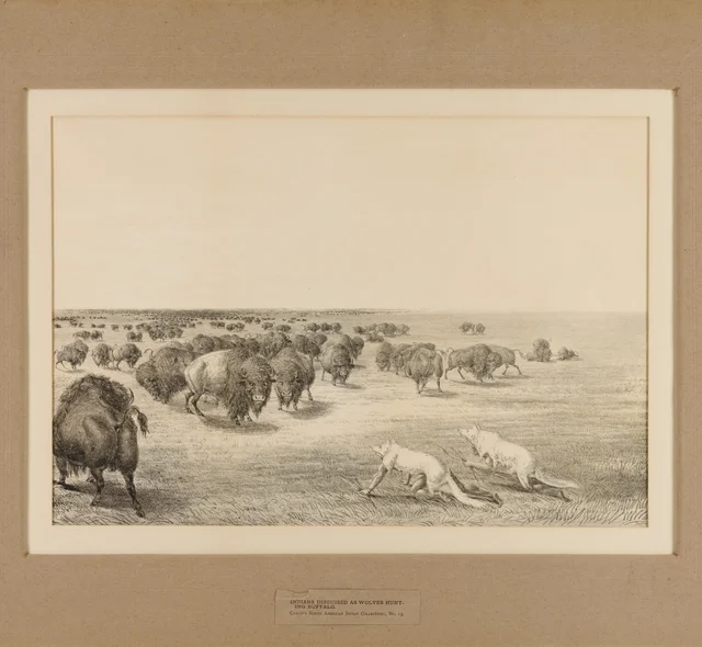 Indians Disguised As Wolves--no. 13
