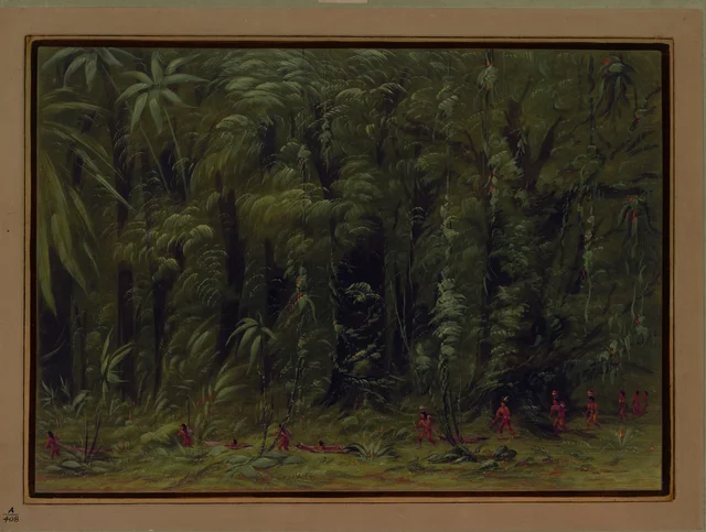 Interior of an Amazon Forest - Zurumati