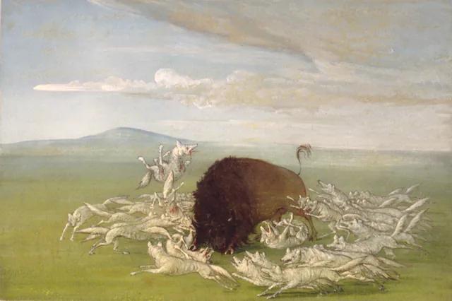 Lobos brancos atacando um touro búfalo