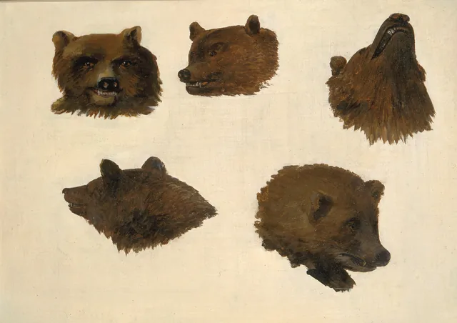 Retratos de dois ursos grizzly, do natural