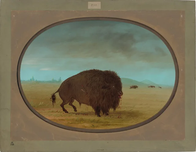 Wounded Buffalo Bull