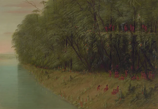 An Amazon Forest - Looking Ashore
