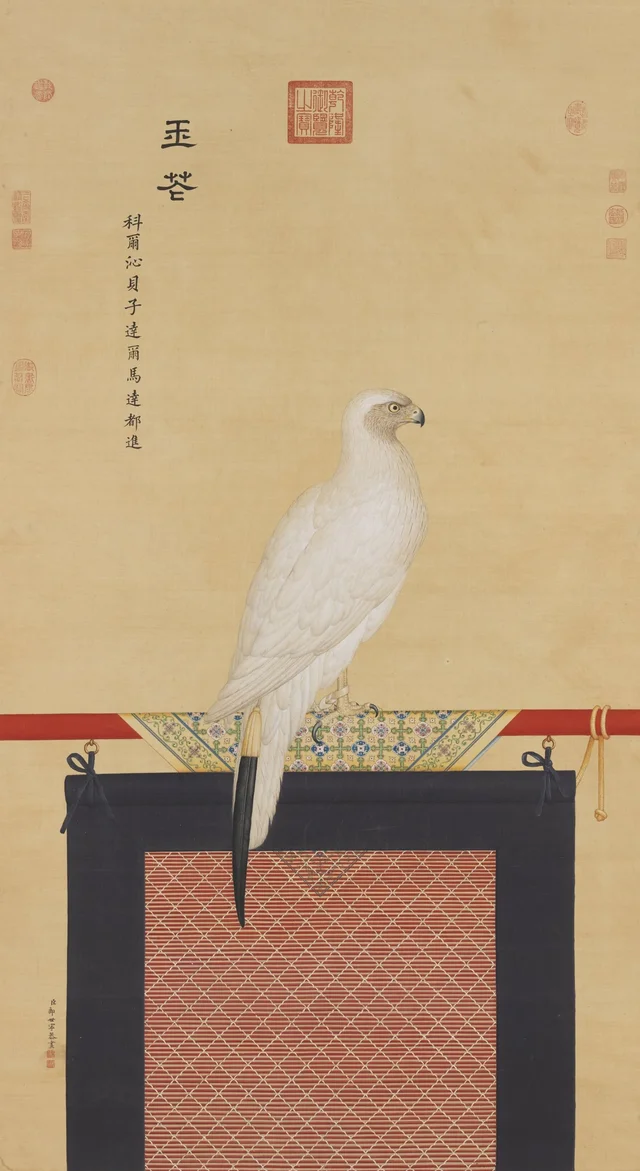 “Jade Blossom” Goshawk