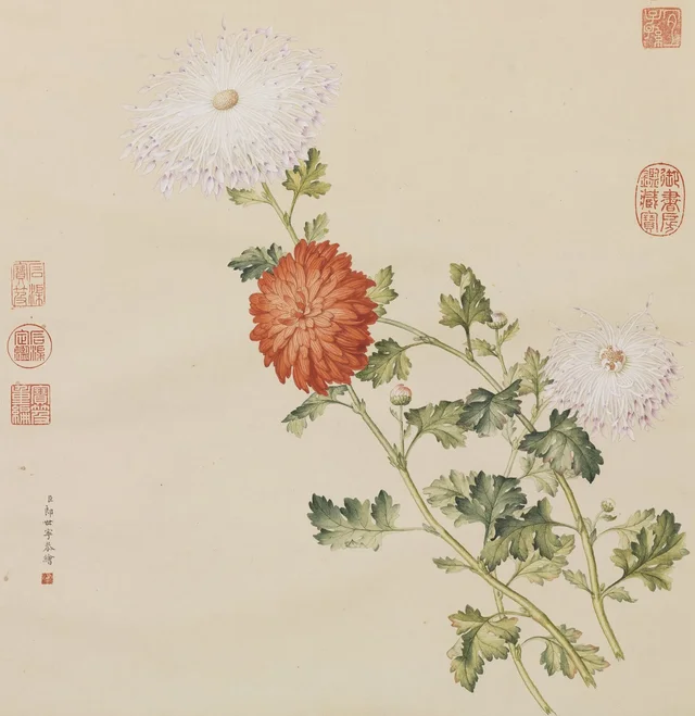 洋菊