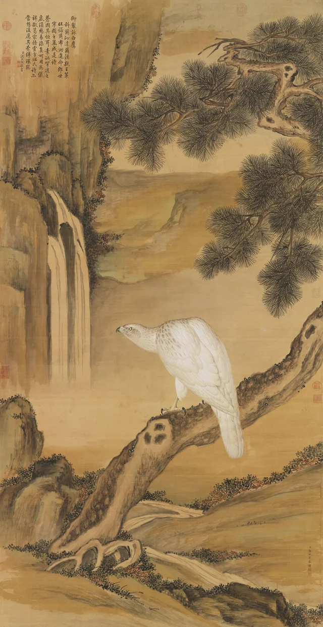 白鷹
