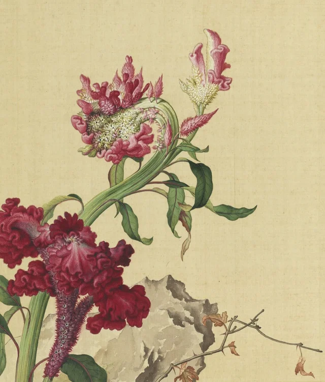 Fleurs immortelles, printemps éternel : célosie crête-de-coq, Giuseppe Castiglione