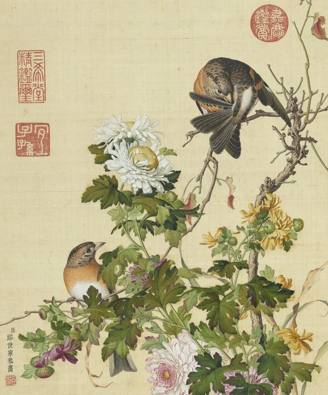 仙萼長春 菊花