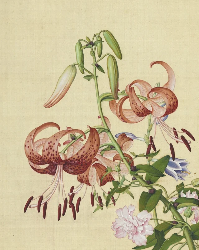 仙萼長春 百合花纏枝牡丹
