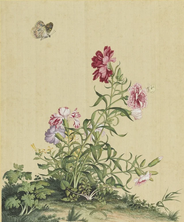 Fleurs immortelles, printemps éternel : œillet de Chine