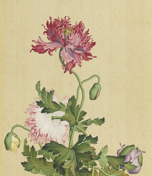 Fleurs immortelles, printemps éternel : pavots, Giuseppe Castiglione