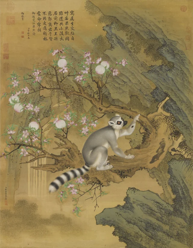 Guoran de Cochinchine (lémurien), Giuseppe Castiglione