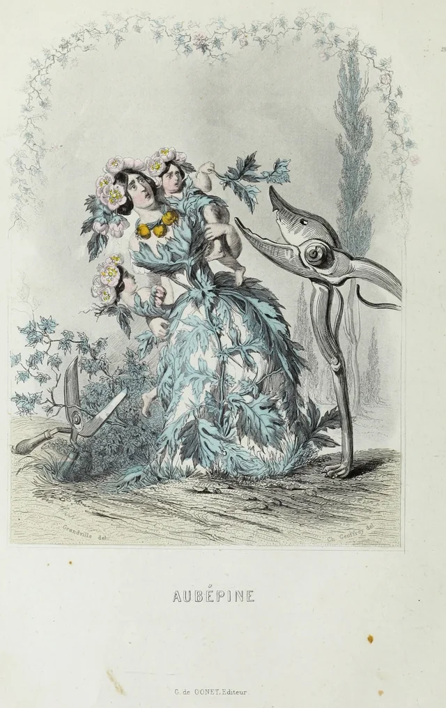 Hawthorn, Grandville