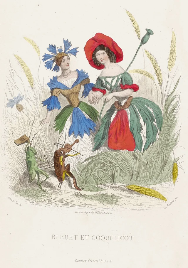Cornflower and poppy, Grandville