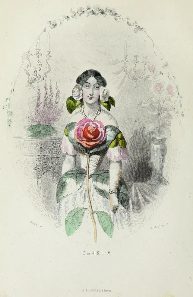 Camélia, Grandville