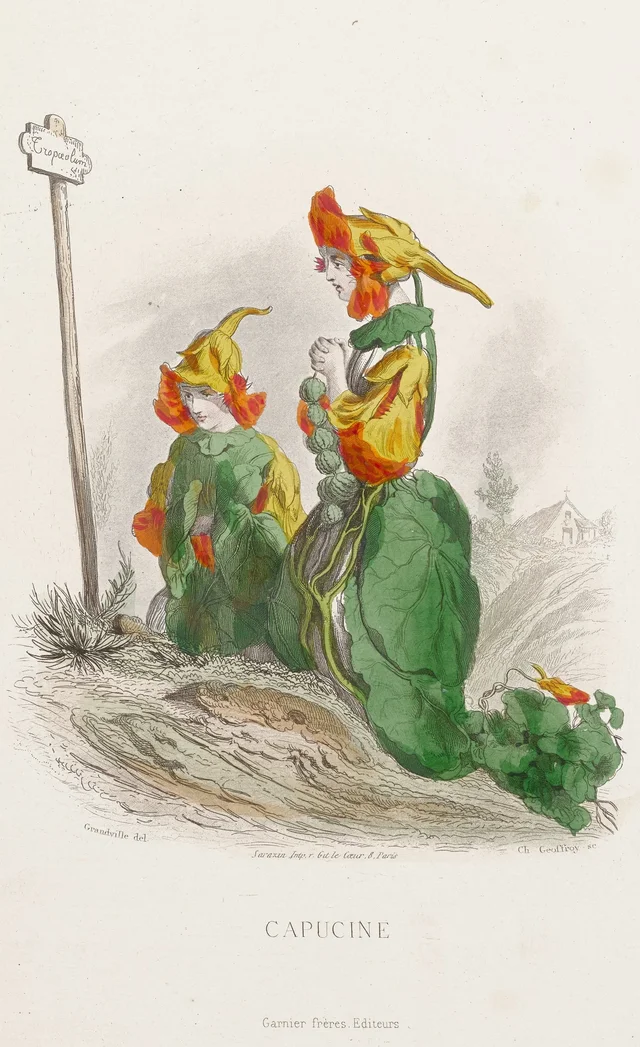Capuchinha, Grandville