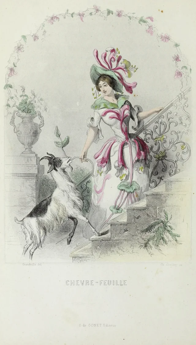 Madressilva, Grandville