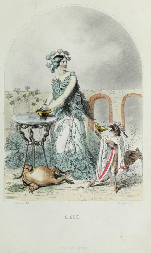 Hemlock, Grandville
