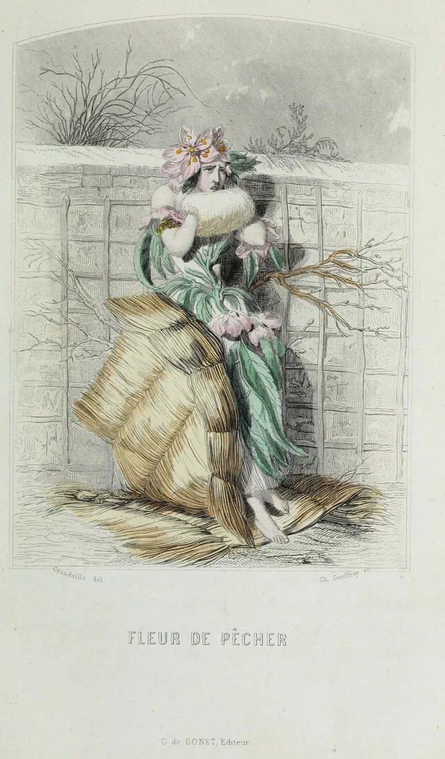 Peach blossom, Grandville