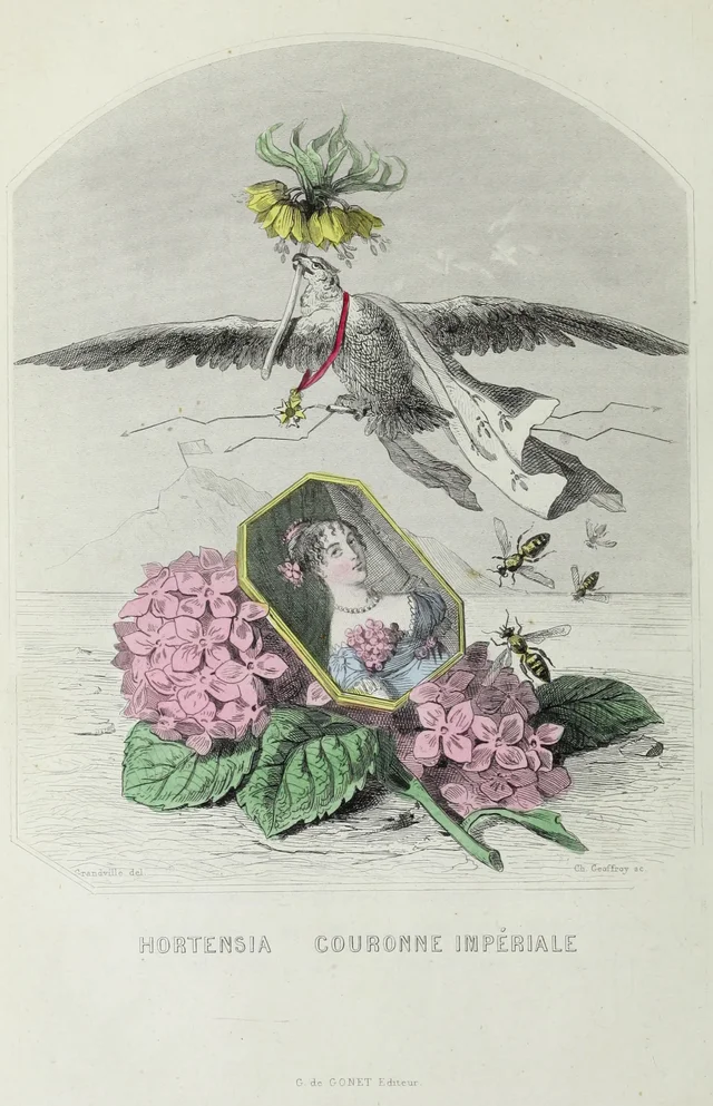 Hortênsia, Coroa-imperial, Grandville