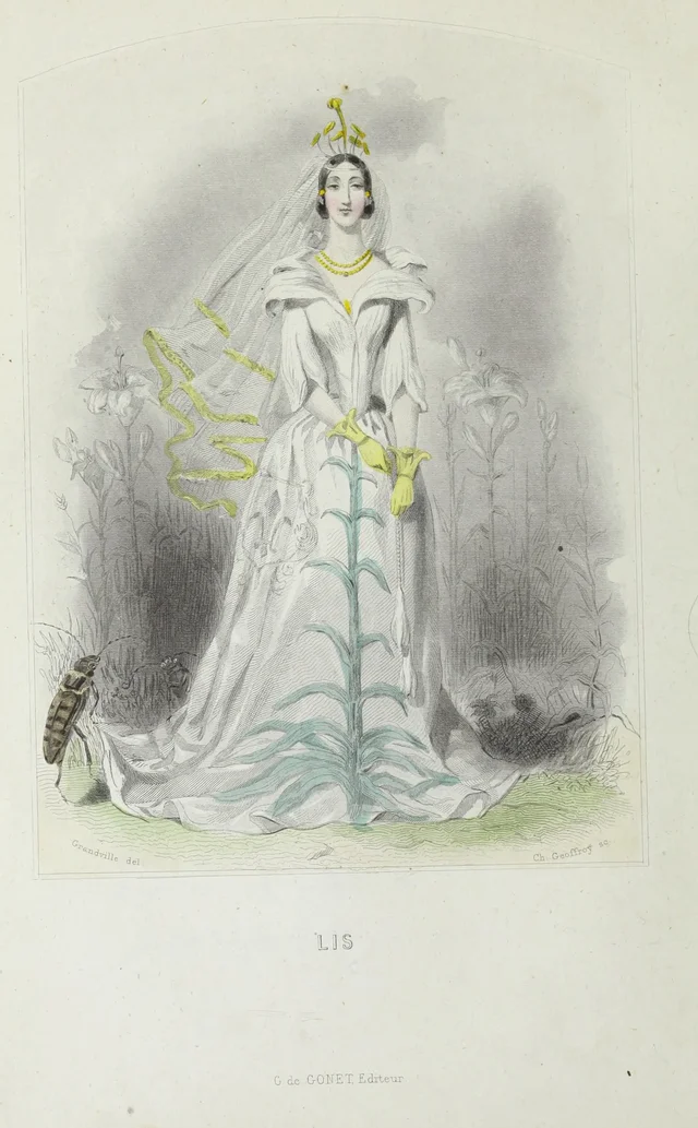 Lírio, Grandville