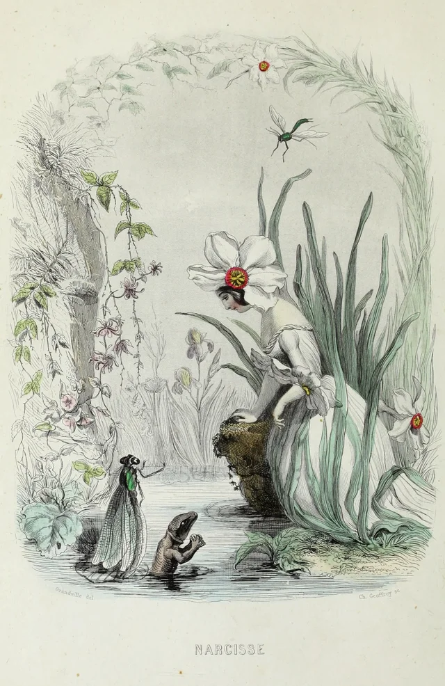 Narciso, Grandville