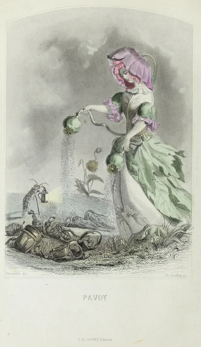 Poppy, Grandville