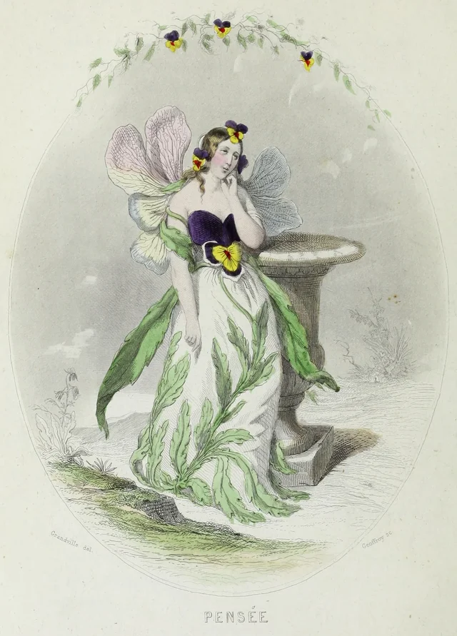 Amor-perfeito, Grandville