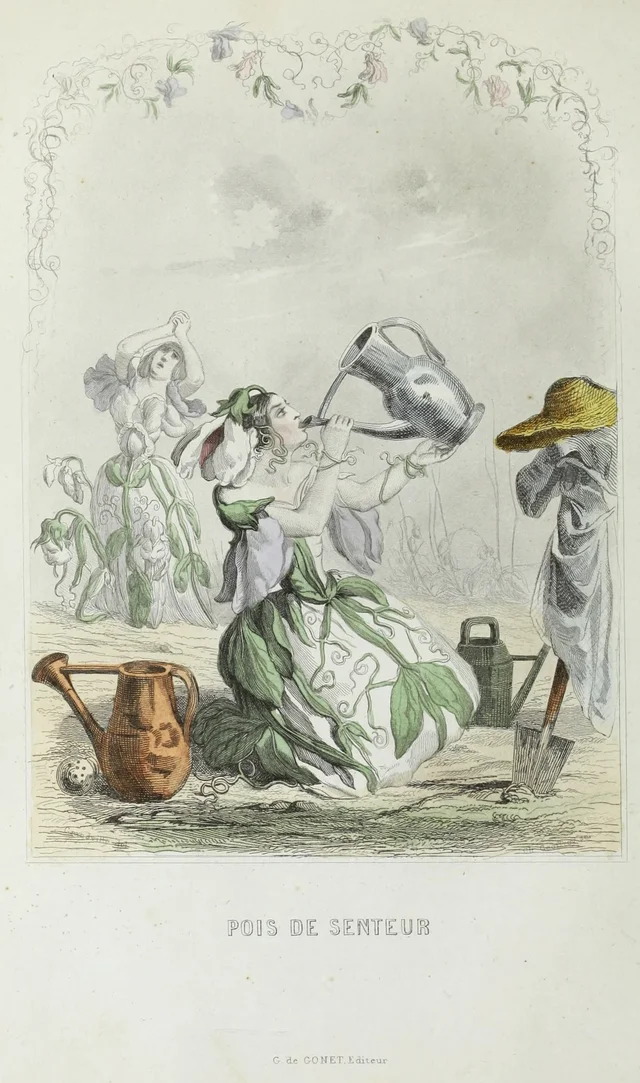 Ervilha-de-cheiro, Grandville