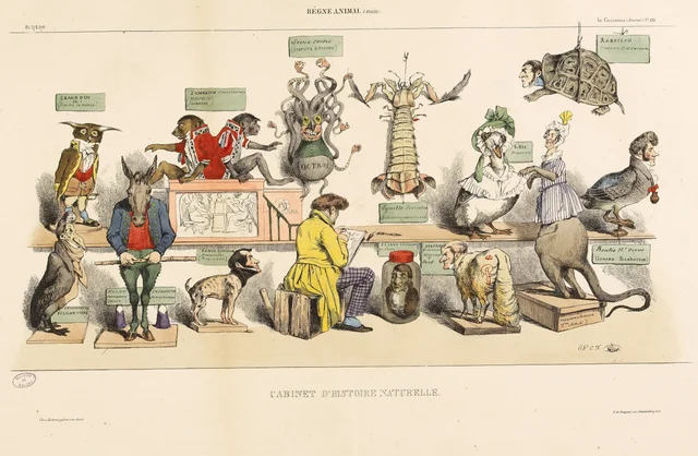 Règne animal (suite), cabinet d'histoire naturelle