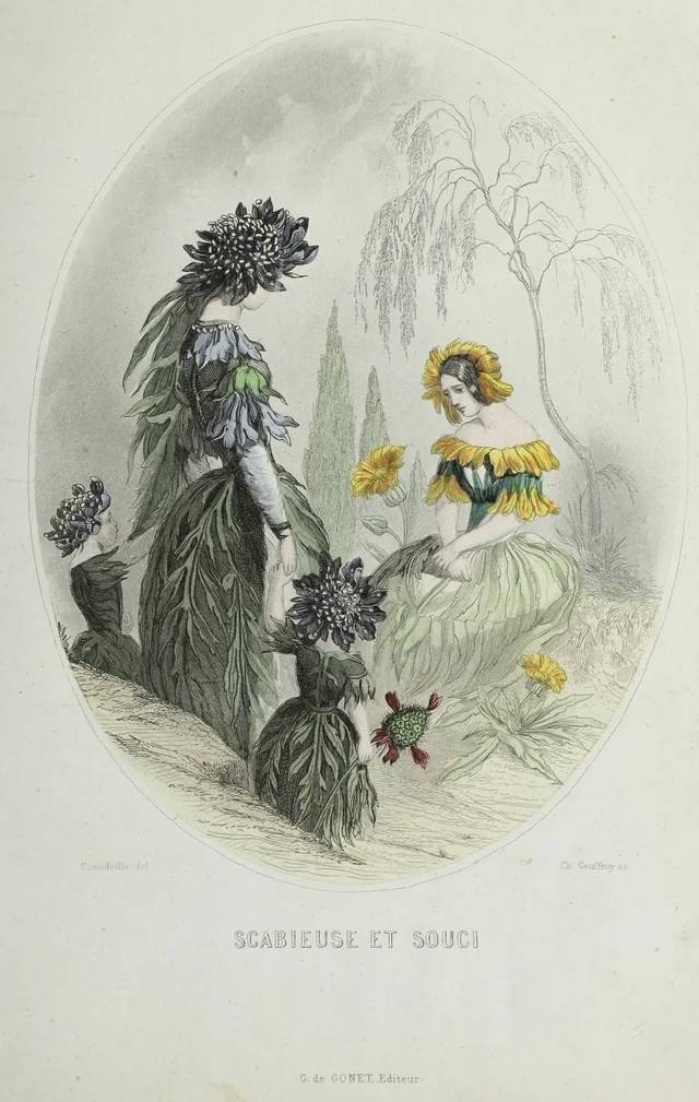 Scabious and marigold, Grandville