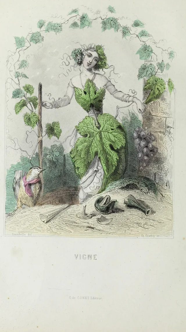 Videira, Grandville