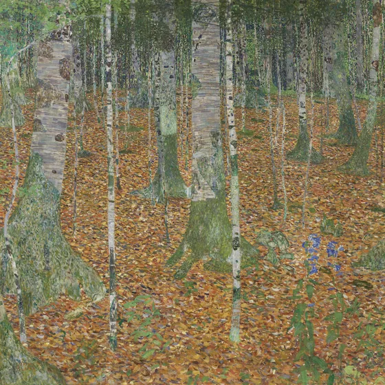 Birch Forest