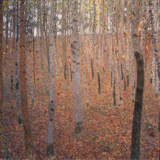 Forêt de hêtres