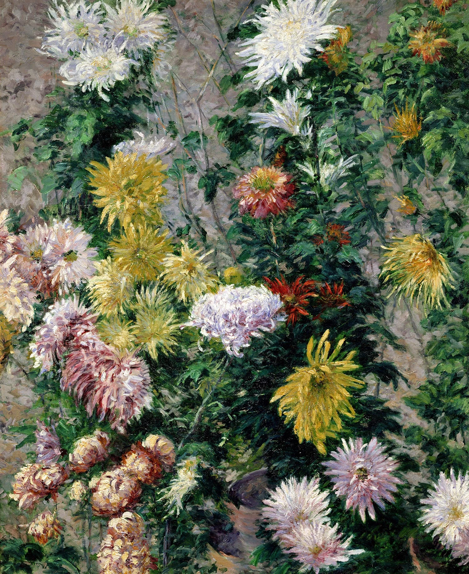 Chrysanthèmes blancs et jaunes, jardin du Petit Gennevilliers, Gustave Caillebotte