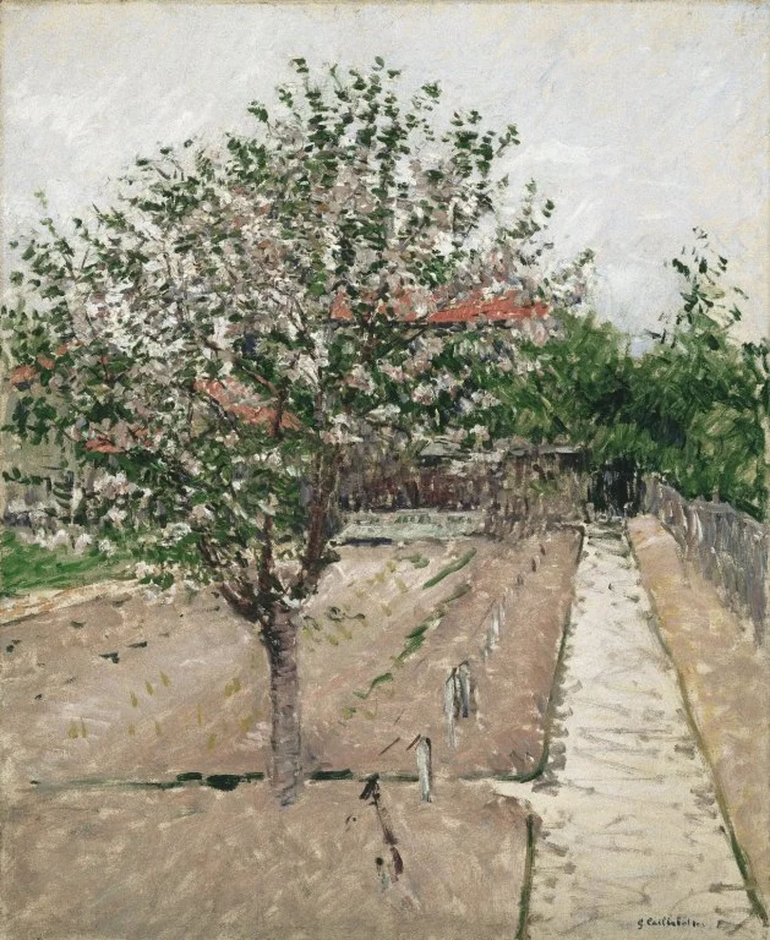 Pommier en fleurs, Gustave Caillebotte