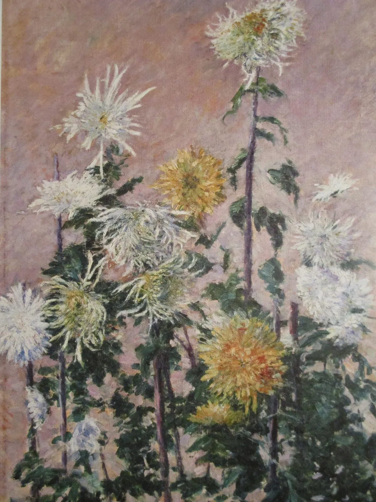 Chrysanthèmes blancs et jaunes, Gustave Caillebotte