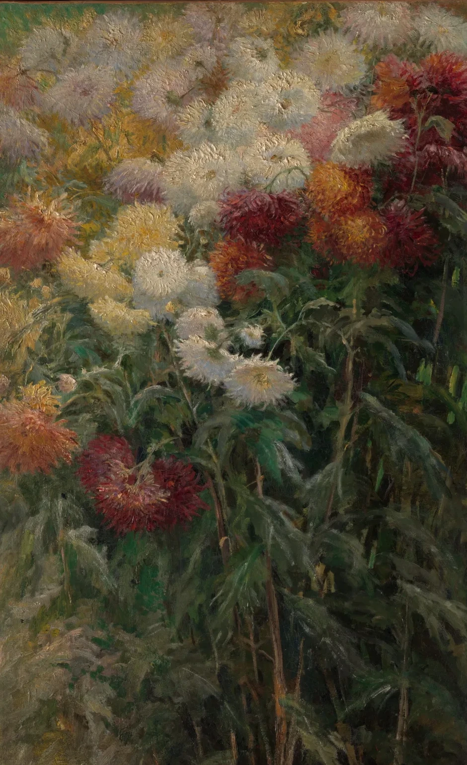 Chrysanthemums in the Garden at Petit-Gennevilliers, Gustave Caillebotte