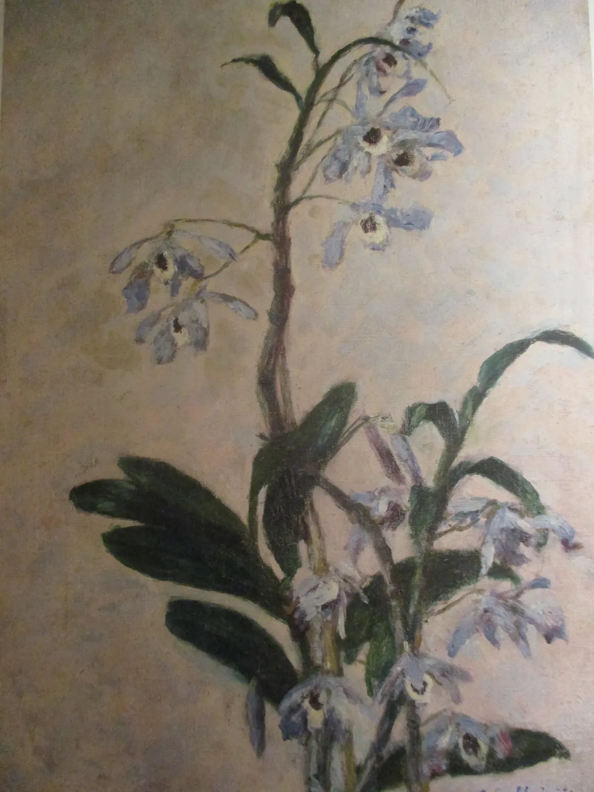 Les Orchidées, Gustave Caillebotte