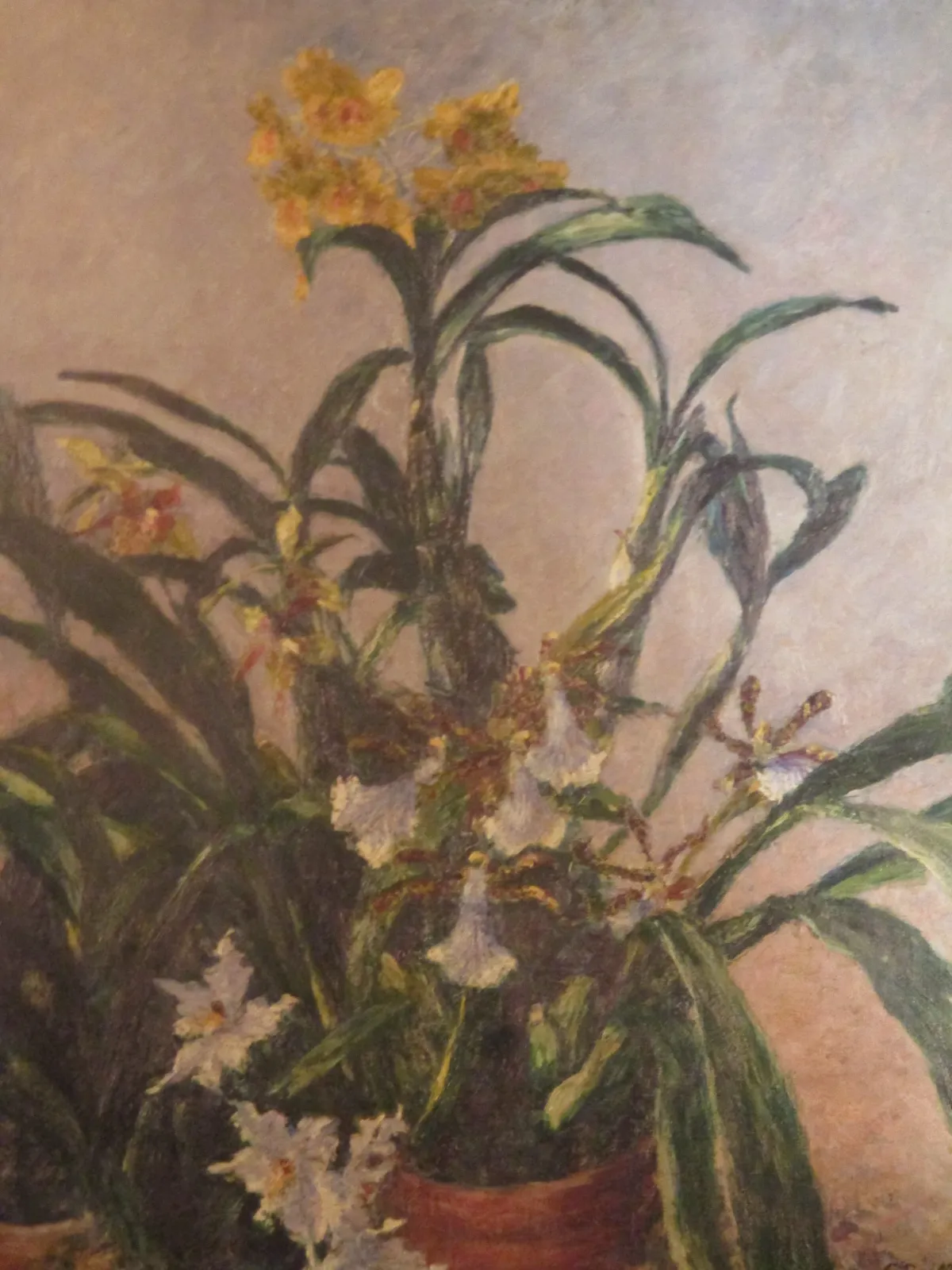 Orchidées jaunes, Gustave Caillebotte