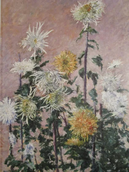 Chrysanthèmes blancs et jaunes