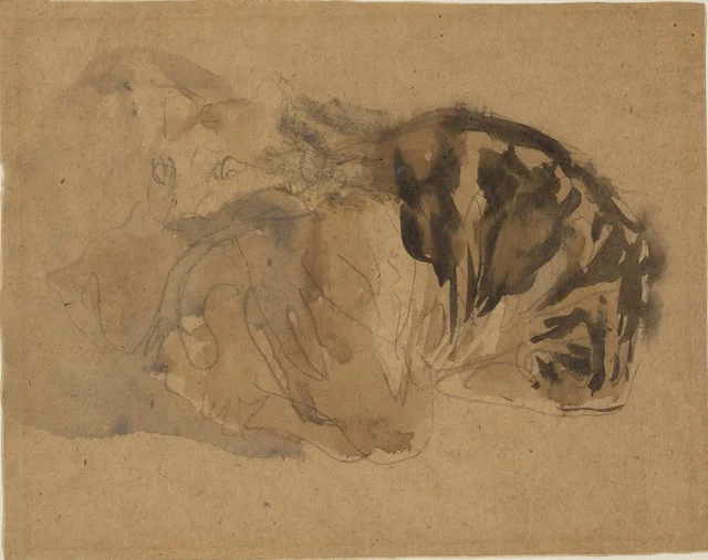 Deux chats écaille