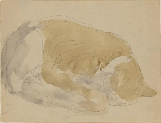 Études de chat